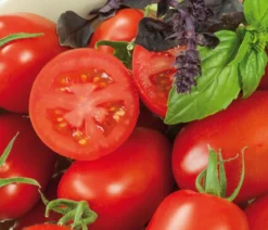 Eiertomate, rot