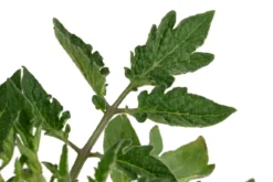 Eiertomate, rot