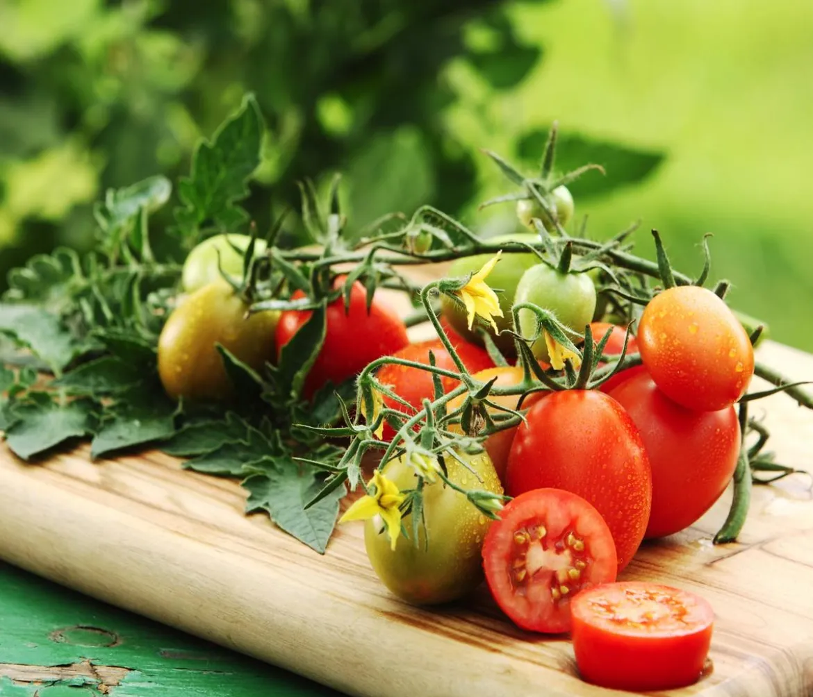 Eiertomate, rot