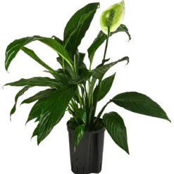 Einblatt - Spathiphyllum 'Mont Blanc', Hydrokultur