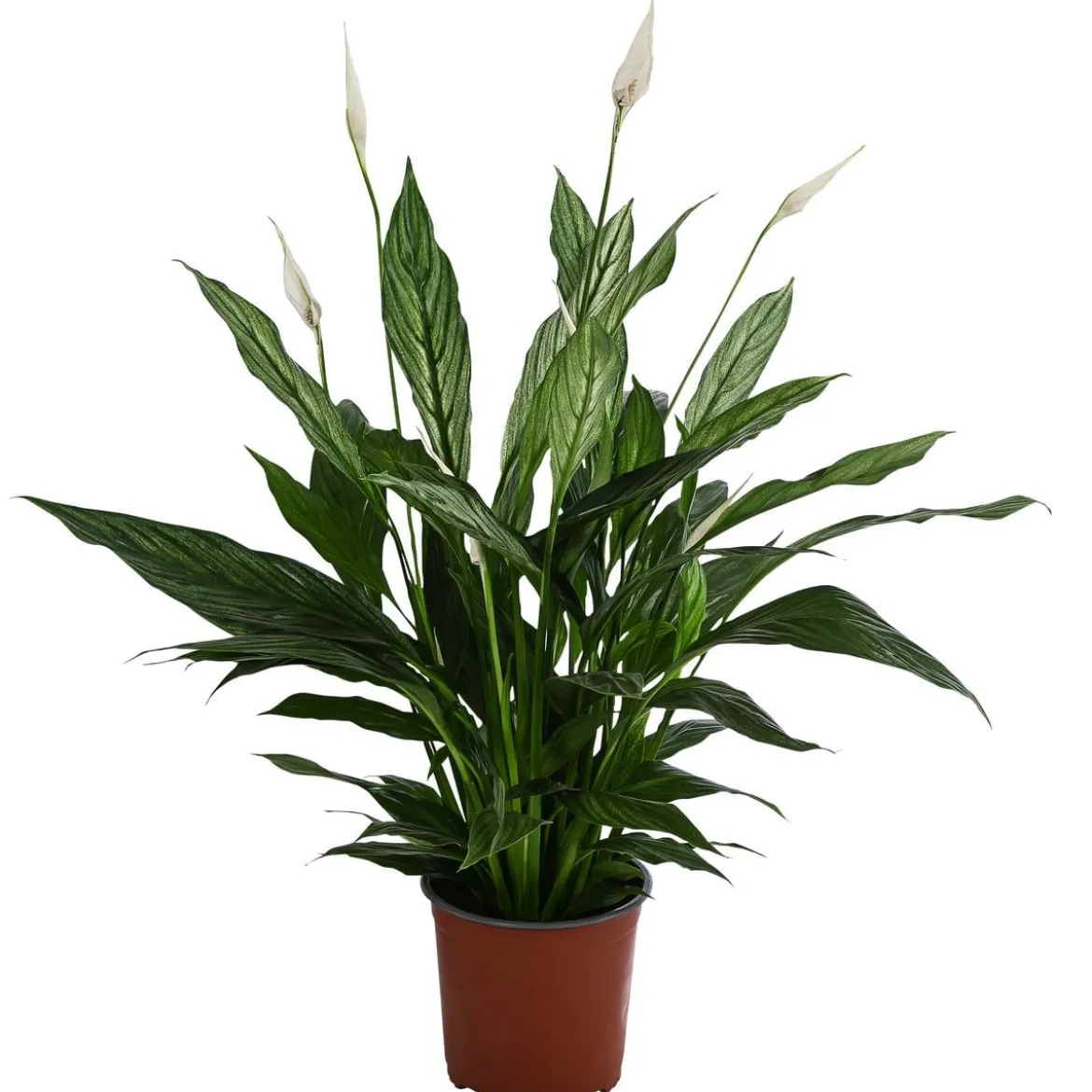 Einblatt - Spathiphyllum 'Silver Cupido'
