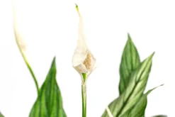 Einblatt - Spathiphyllum 'Silver Cupido'