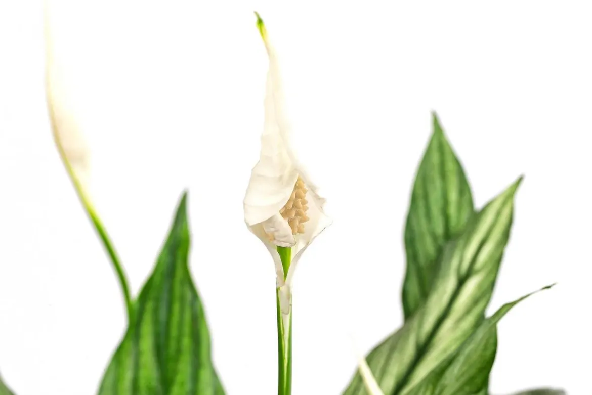 Einblatt - Spathiphyllum 'Silver Cupido'