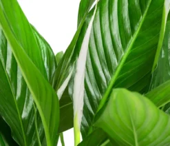 Einblatt - Spathiphyllum wallisii, in Keramik