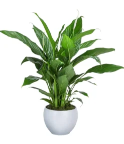 Einblatt - Spathiphyllum wallisii, in Keramik
