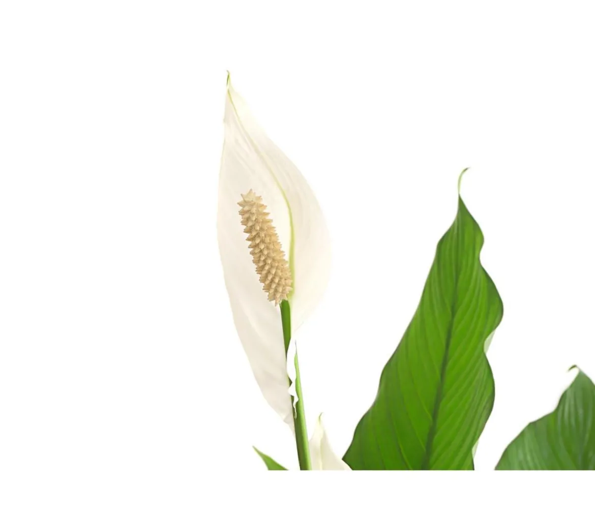 Einblatt - Spathiphyllum wallisii 'Sebastian'