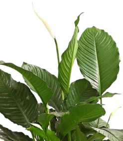 Einblatt - Spathiphyllum wallisii 'Silvana'