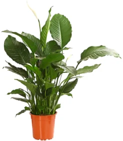 Einblatt - Spathiphyllum wallisii 'Silvana'