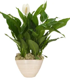 Einblatt 'Sweet Silvio', in Keramik
