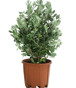 Eisenholzbaum