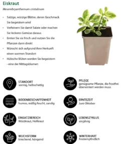 Eiskraut