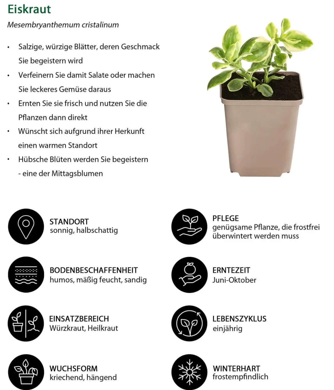Eiskraut