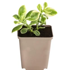 Eiskraut