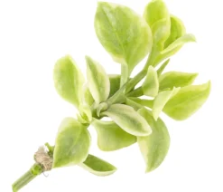 Eiskraut