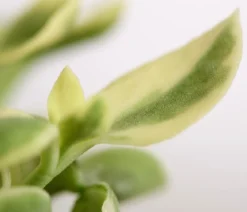 Eiskraut
