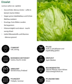 Eissalat, lausresistent, 12er Schale