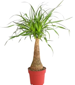 Elefantenfuß - Beaucarnea recurvarta