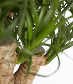 Elefantenfuß - Beaucarnea recurvata, verzweigt