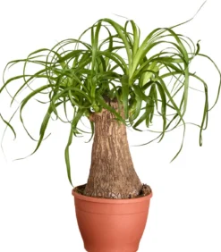 Elefantenfuß - Beaucarnea recurvata