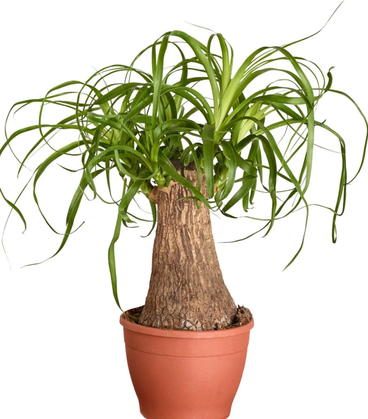 Elefantenfuß - Beaucarnea recurvata