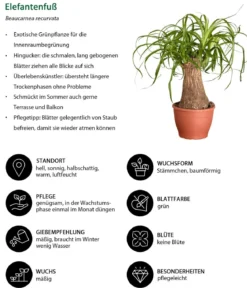 Elefantenfuß - Beaucarnea recurvata