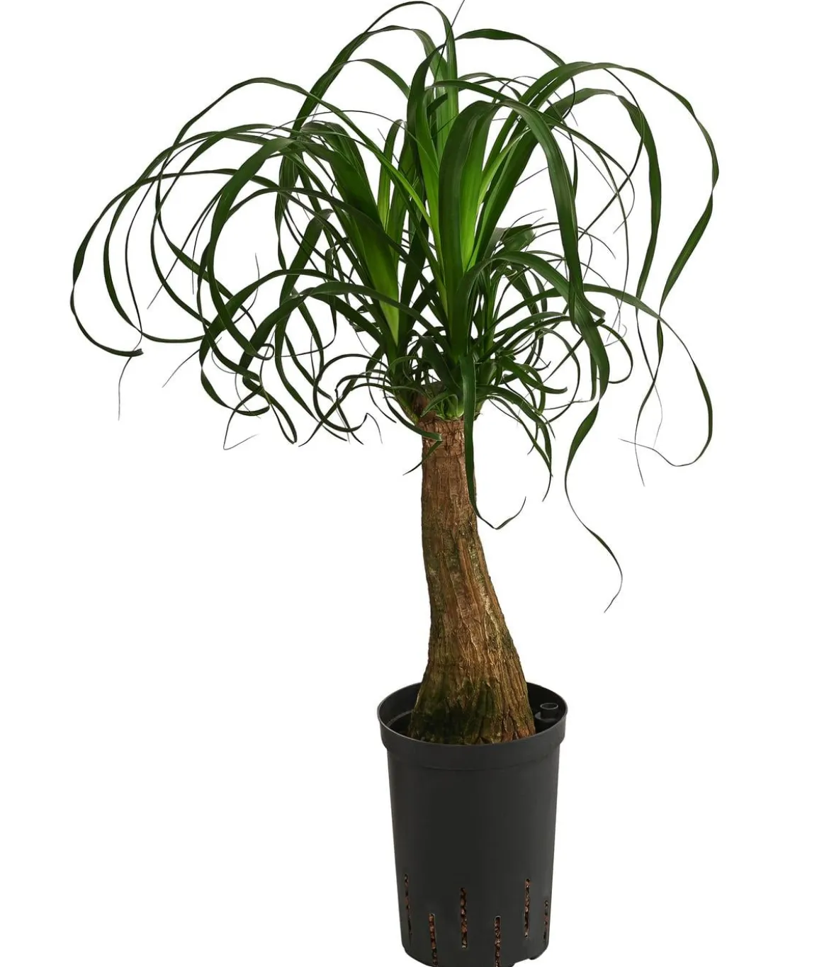 Elefantenfuß - Beaucarnea recurvata, Hydrokultur