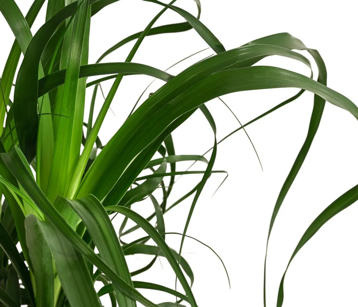 Elefantenfuß - Beaucarnea recurvata, Hydrokultur