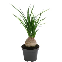 Elefantenfuß - Nolina recurvata