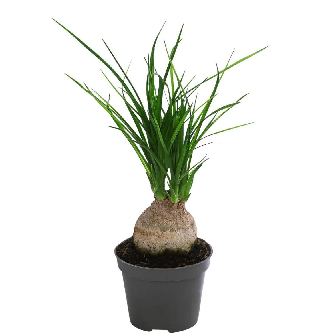 Elefantenfuß - Nolina recurvata