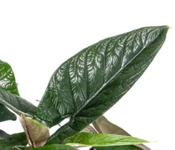 Elefantenohr - Alocasia scalprum