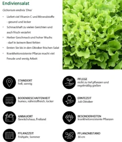 Endiviensalat 'Diva', 12er Schale
