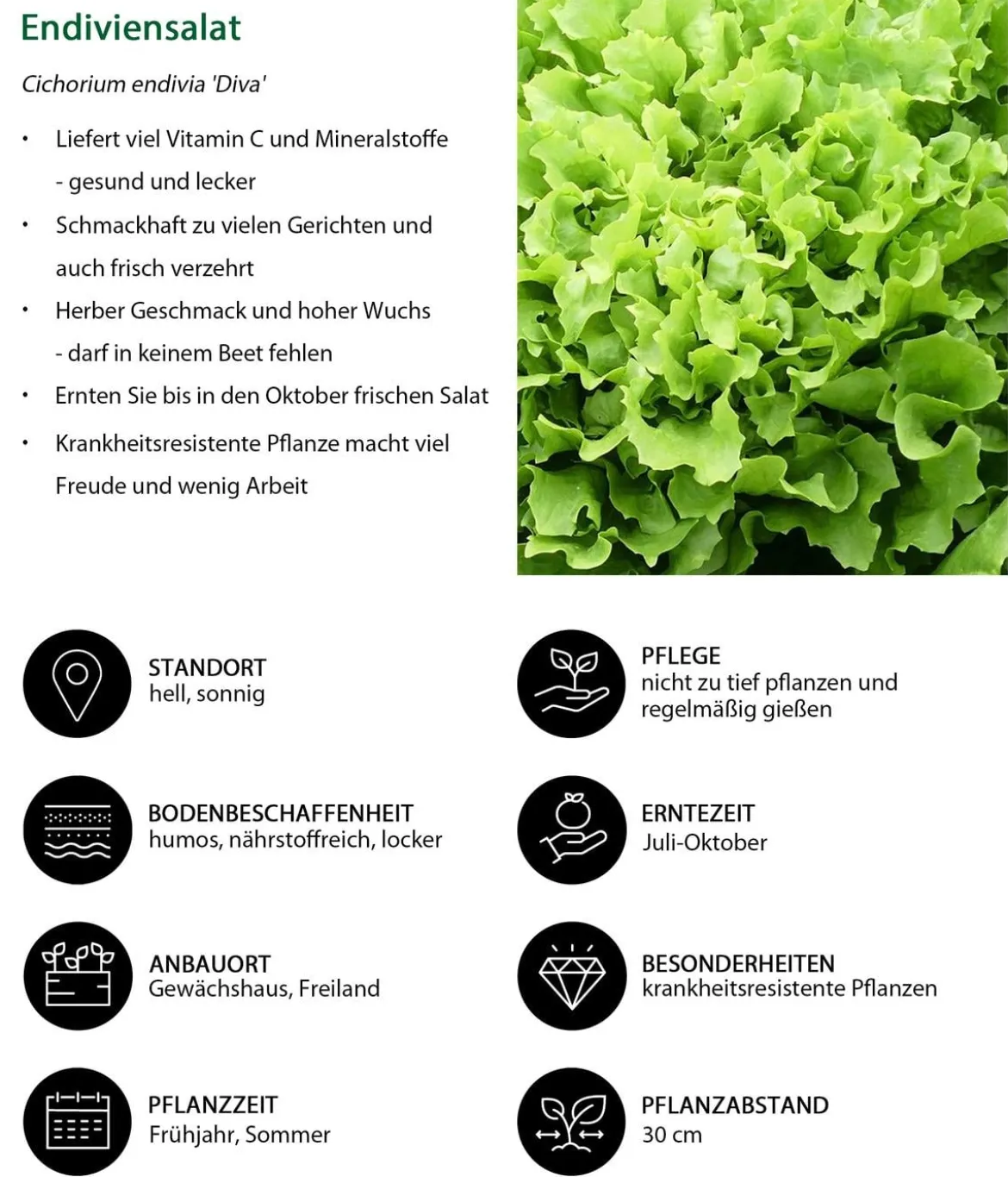 Endiviensalat 'Diva', 12er Schale