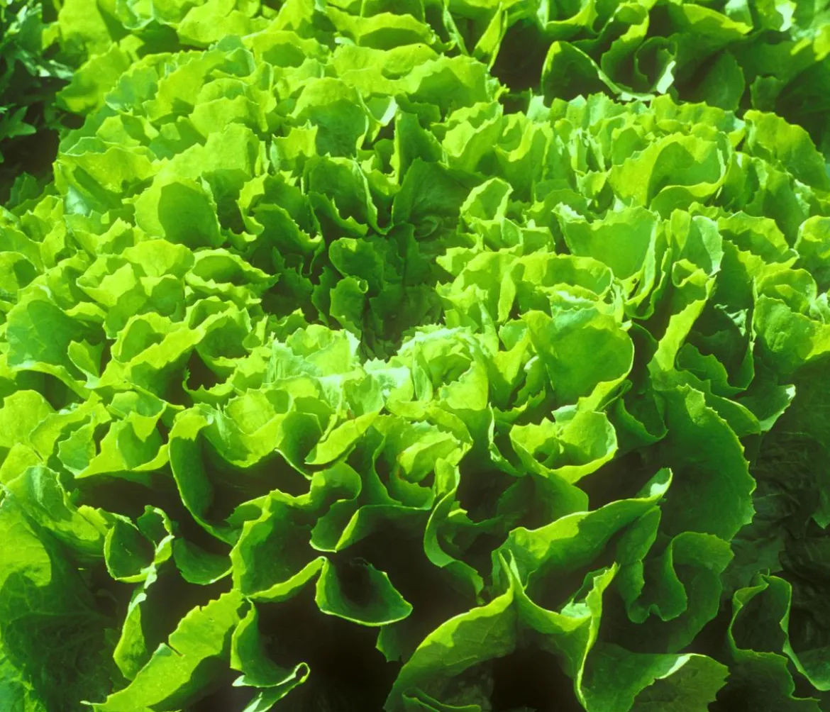 Endiviensalat 'Diva', 12er Schale