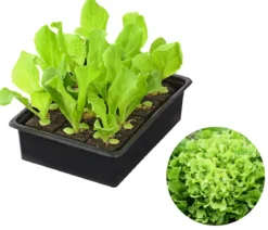 Endiviensalat 'Diva', 12er Schale