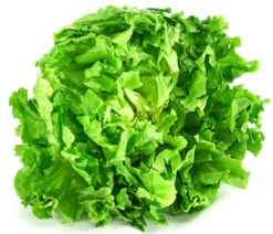Endiviensalat 'Diva', 12er Schale