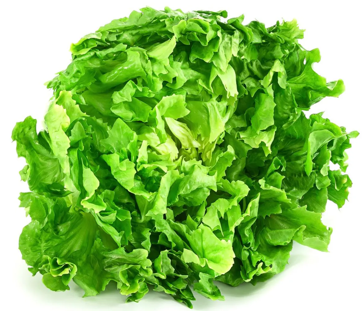 Endiviensalat 'Diva', 12er Schale