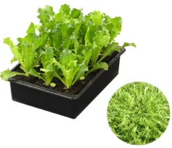 Endiviensalat 'Frisee', 6er Schale
