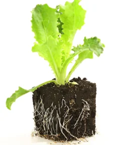 Endiviensalat 'Frisee', 6er Schale