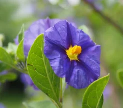 Enzianstrauch, Busch