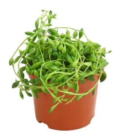 Erbsenpflanze - Senecio herreanus