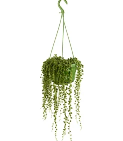 Erbsenpflanze - Senecio rowleyanus