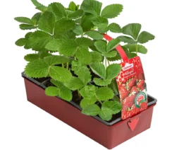 Erdbeere 'Allegro', 8er-Schale