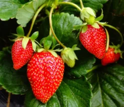 Erdbeere 'Arabella'