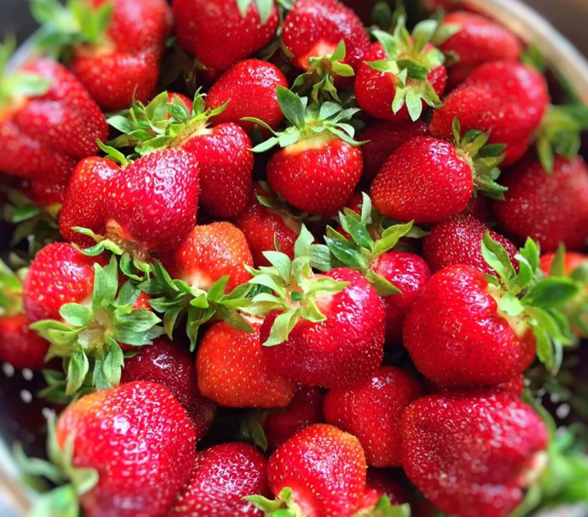 Erdbeere 'Arabella', 4er-Set