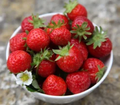 Erdbeere 'Aromastar'