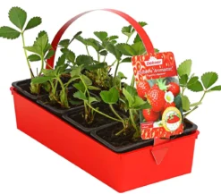 Erdbeere 'Aromastar'