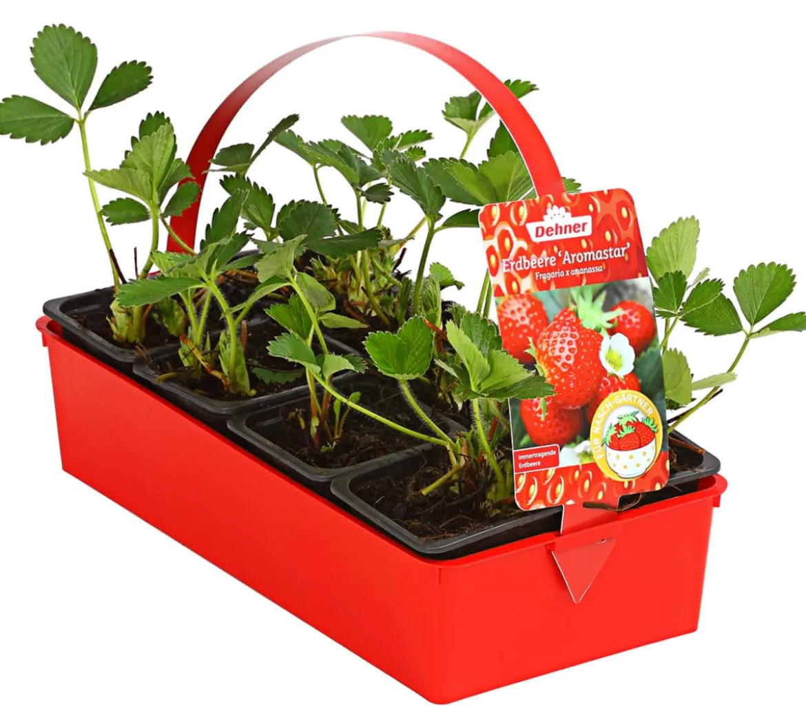 Erdbeere 'Aromastar'