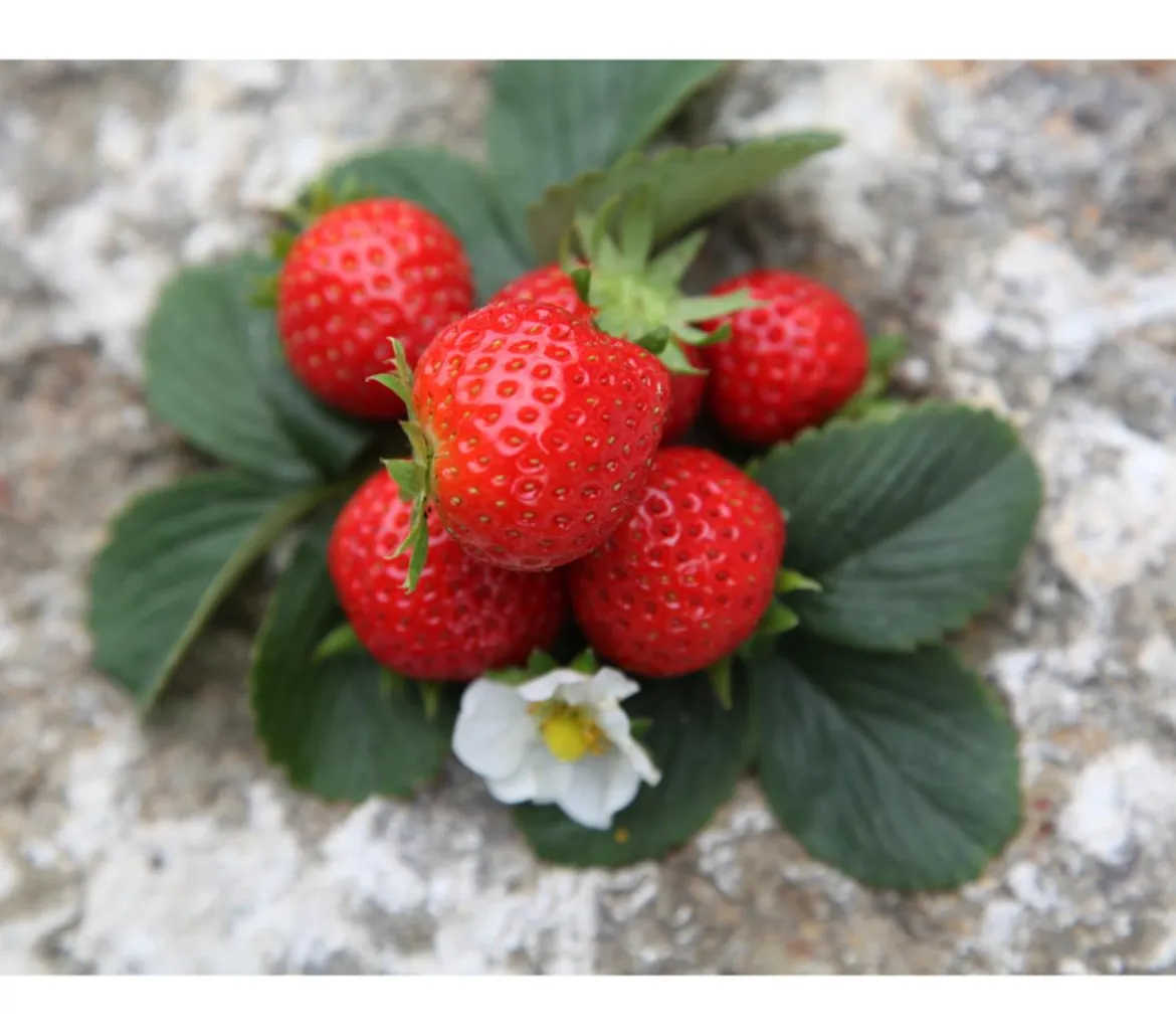 Erdbeere 'Aromastar'