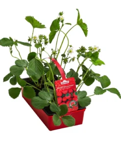 Erdbeere 'Beerenwunder', 8er-Schale