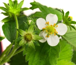 Erdbeere 'Beerenwunder', 8er-Schale